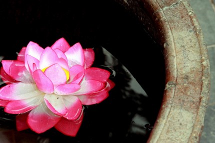 Pink Lily